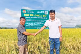 Khẳng định vị thế hạt gạo chất lượng cao vùng Đông Nam tỉnh 
