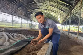 Bỏ phố về quê nuôi giun