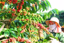 Dư địa mới cho cà phê Việt