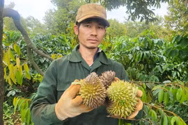 Sầu riêng rụng quả non, dân thất thu 