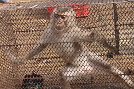 Ngày trở về rừng của chú khỉ cụt chân được giải cứu từ thợ săn