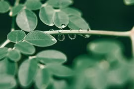 Cách dùng chùm ngây tốt cho sức khỏe, nhất là người bệnh tiểu đường