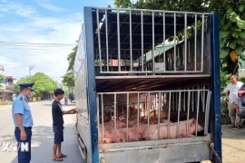 Thái Nguyên: Phát hiện, tiêu hủy gần 8 tạ lợn chết và lợn mắc bệnh