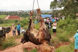 Lâm Đồng đốc thúc bồi thường thiệt hại cho người nuôi bò sữa