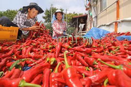 Kim ngạch xuất khẩu ớt quý I-2024 tăng gần 53% 