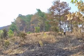 Cháy gần 9ha rừng ở Kon Tum, hàng trăm cán bộ, chiến sỹ tham gia dập lửa