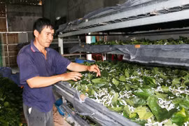 Nói chuyện con tằm