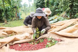 Khởi sắc liên kết sản xuất trong đồng bào dân tộc thiểu số vùng Tây Nguyên: Đưa buôn làng vươn xa