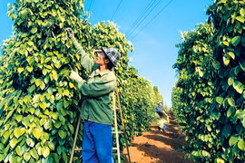 Giá hồ tiêu ở Gia Lai tăng 2,5 triệu đồng/tấn