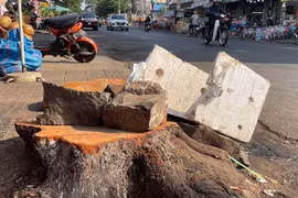 Hàng loạt cây xanh đô thị ở Gia Lai bị cưa hạ