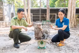 Bàn giao 3 cá thể khỉ đuôi lợn cho VQG Chư Mom Ray