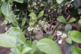 Ngạt ngào hương ký ức…