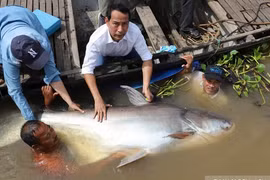 Thêm một con cá khổng lồ vừa được trả về lại dòng sông Mekong