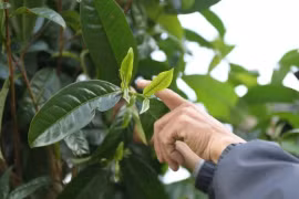 20 triệu đồng/kg, chè thu hoạch từ cây cổ thụ có gì đặc biệt?