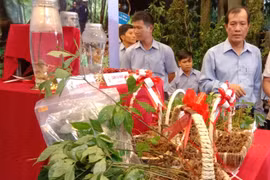 Tăng cường bảo vệ thương hiệu Sâm Ngọc Linh 