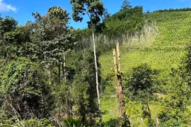 Đắk Lắk ủy quyền cho cấp huyện thu hồi rừng