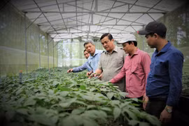 Ngôi làng tỉ phú trồng sâm trên đỉnh Ngọc Linh