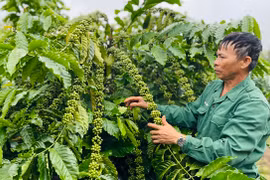 Làm giàu từ mô hình sản xuất nông nghiệp hữu cơ