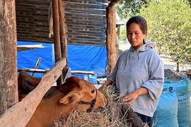 Những nốt trầm nơi đại ngàn - kỳ cuối: Cách nào chặt vòi bạch tuộc?