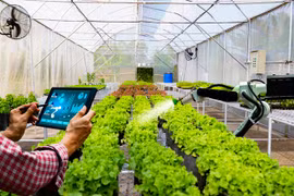 Thủ tướng Chính phủ yêu cầu đẩy mạnh chuyển đổi số trong khu vực kinh tế hợp tác, hợp tác xã