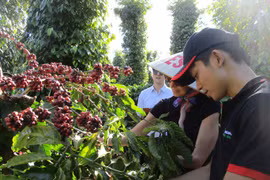 Xuất khẩu cà phê lập kỷ lục mới 