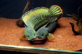 Không xin được việc chàng trai về nhà nuôi cá lóc cảnh, kiếm hàng chục triệu đồng/tháng