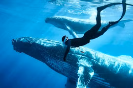 Hành trình 'săn' cá voi lưng gù của hai chàng trai Việt trên biển 'thiên đường'