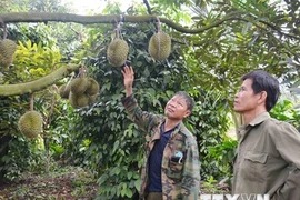 Giá sầu riêng đầu vụ tăng cao, nông dân Đắk Lắk vừa mừng vừa lo