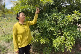 Nông dân Chư Băh làm giàu nhờ chuyển đổi cây trồng, vật nuôi 