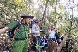 “Máu” vẫn chảy trên những cánh rừng nguyên sinh