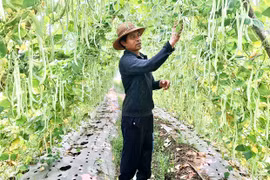 Nông dân Chư Á chuyển đổi cây trồng để nâng cao thu nhập