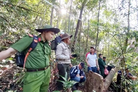 “Máu” vẫn chảy trên những cánh rừng nguyên sinh