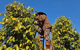 Giá hồ tiêu trong nước tiếp tục tăng mạnh 