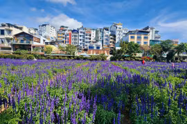 Du khách 'hút hồn' với vườn hoa nữ hoàng xanh giữa lòng Đà Lạt