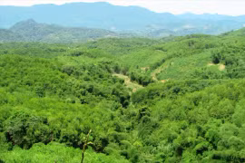 Bộ NN-PTNT công bố thực trạng rừng cả nước