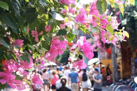 Mê mẩn những giàn hoa giấy rực rỡ ở phố cổ Hội An