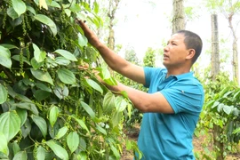 Thu nhập 800 triệu mỗi năm nhờ đa dạng cây trồng, vật nuôi