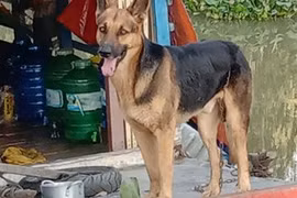 Bé trai 4 tuổi bị chó cắn lòi ruột trong lúc chơi đùa