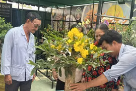 Cây, hoa độc lạ hút khách chơi Tết 