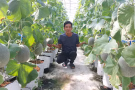 Khởi nghiệp trồng dưa lưới cho thu nhập trăm triệu