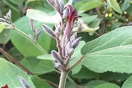 Cây an xoa có thật sự giúp 'cải tử hoàn sinh'?