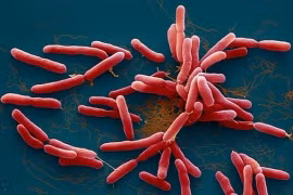 Phát hiện ca đầu tiên nhiễm vi khuẩn 'ăn thịt người' Whitmore ở Đắk Nông 