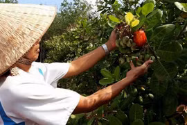 Xuất khẩu hạt điều đạt hơn 3,3 tỷ USD