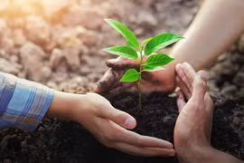 Cần nhân rộng mô hình trồng cây xanh trên hố rác