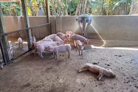 Kon Tum: Liên tiếp phát hiện 2 ổ dịch tả lợn châu Phi
