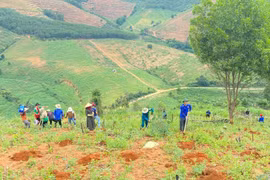 Theo gương Bác, tuổi trẻ Kon Tum tích cực trồng cây gây rừng