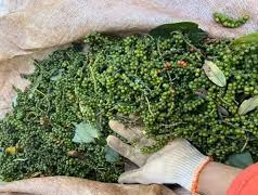 Giá hồ tiêu tại Gia Lai tăng 4 triệu đồng/tấn