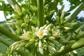 Bác sĩ cảnh báo hiểm họa khi chữa ung thư bằng 'thần dược' truyền miệng