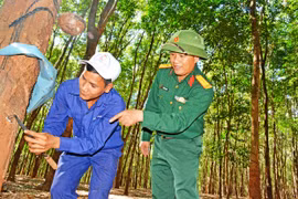 Ấm no theo những vườn cao su - Kỳ 2: Đánh thức “mỏ vàng” trên đất Tây Nguyên