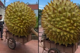 Sự thật về quả sầu riêng 'siêu to khổng lồ' gây sốt TikTok